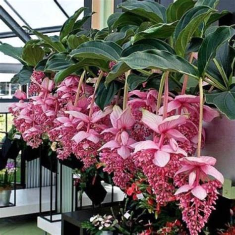 Showy Medinilla or Rose Grape Seeds (Medinilla magnifica) - Price...