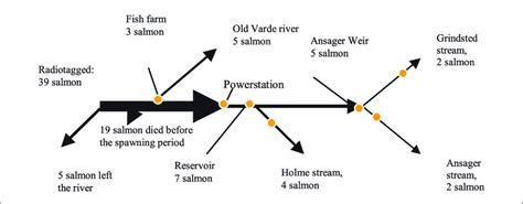 Schematic view of the spatial distribution of radio-tagged salmon in... | Download Scientific ...