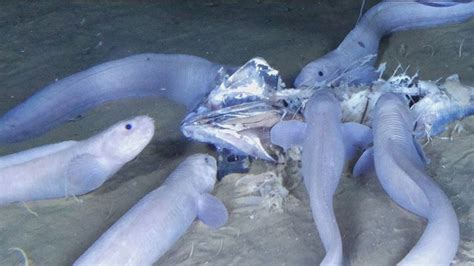 Scientists discover three new species of snailfish in ocean's deepest depths | UK News | Sky News