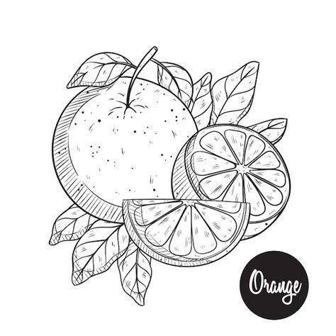 Premium Vector | Fresh orange sketch or hand drawing vector