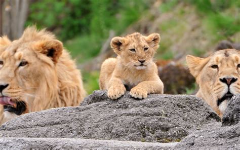 Lion Family Wallpapers - Wallpaper Cave