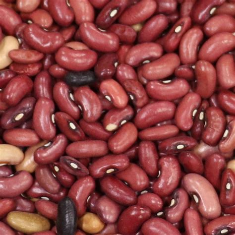 Indigenous Seeds > Bean: Common – Native-Seeds-Search