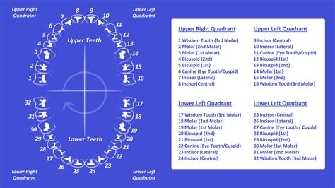 Tooth Number Chart (Printable PDF) — Mashup Math