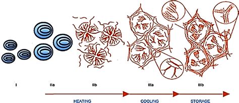 Hydrothermal changes of starch granules occurred during conventional ...