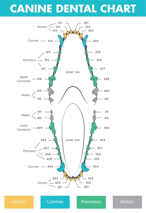 Canine Dental Chart Digital Download | ubicaciondepersonas.cdmx.gob.mx