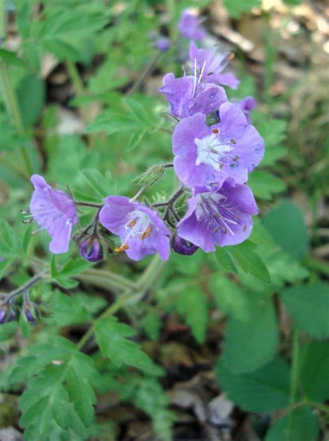 Purple Phacelia (TVA, Muscle Shoals Reservation) · iNaturalist