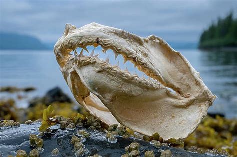 Jaws of Salmon shark (Lamna ditropis) Our beautiful Wall Art and Photo ...