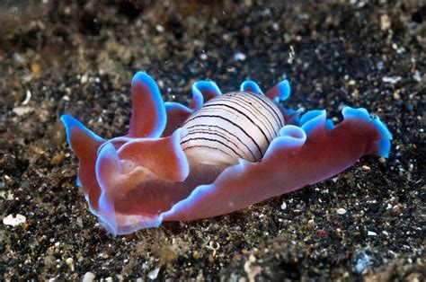 Bubble shells are primitive sea slugs related to true nudibranchs. They have retained a shell ...