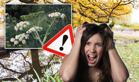 Giant hogweed: How to avoid getting a rash or severe burn | Express.co.uk