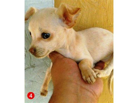 applehead teacup chihuahua puppies Stockton - Puppies for Sale Near Me