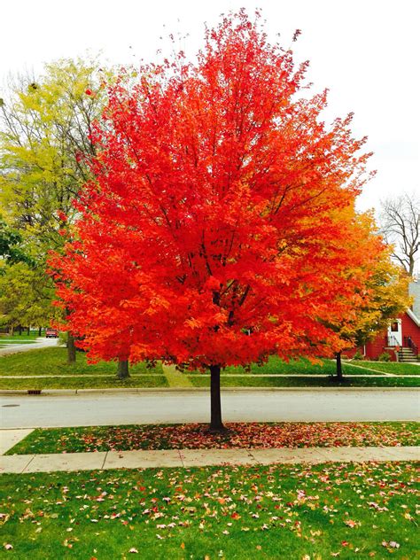 Red Sunset Maple — Affordable Trees