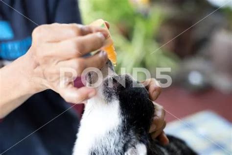 Woman applying antibiotic eye drops to dog's eye ~ Hi Res #94000098