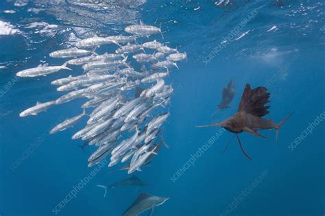 Atlantic Sailfish - Stock Image - C012/6112 - Science Photo Library