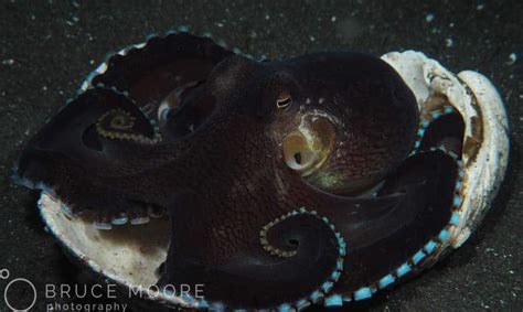 The Amazing Coconut Octopus - Black Sand Dive Resort - Lembeh Strait, North Sulawesi - Indonesia.