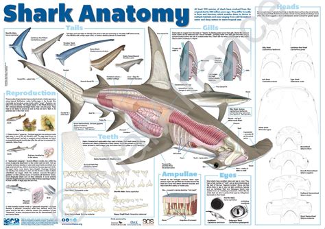 Educational poster: Shark anatomy - MarAlliance.org