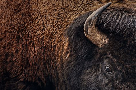 Yellowstone Bison on Behance