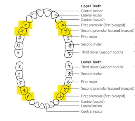 Bicuspid Teeth: Everything You Need to Know - Web DMD