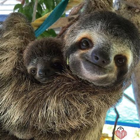 #babyanimalsadorable | Cute baby sloths, Cute sloth pictures, Sloth