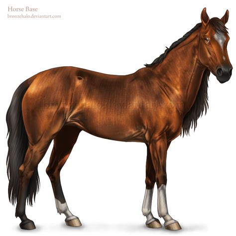 Horse Base (re-drawn) by BronzeHalo on DeviantArt