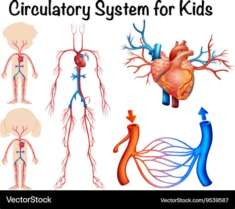 Circulatory system for kids Royalty Free Vector Image