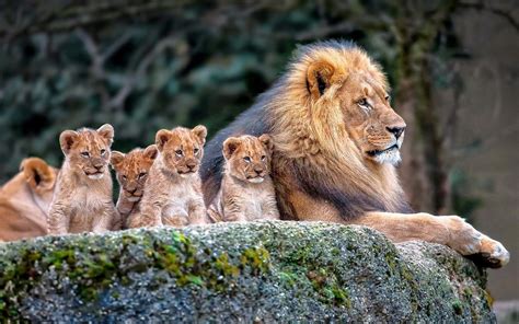 Lion Family Wallpapers - Wallpaper Cave