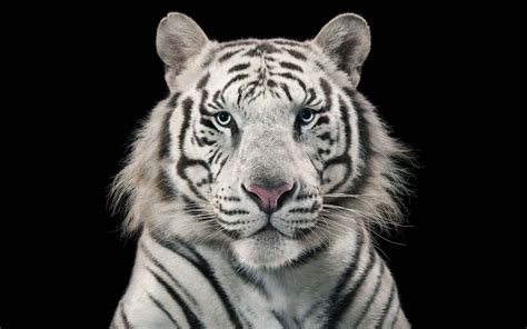 White Tiger Face Wallpapers - Top Free White Tiger Face Backgrounds - WallpaperAccess