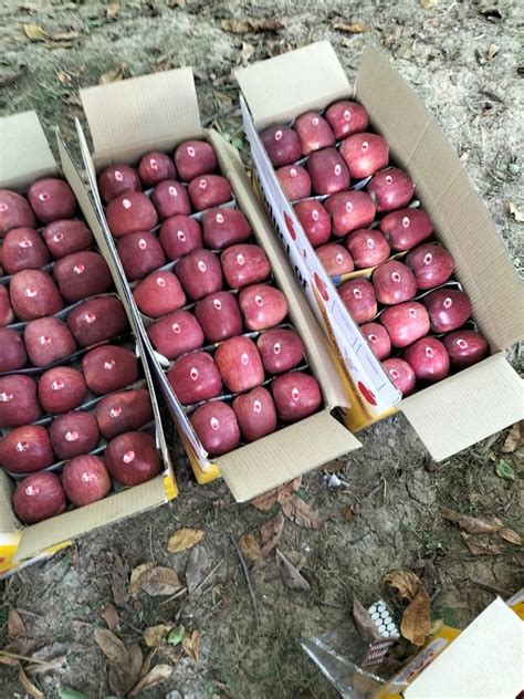 A Grade Fresh Kashmiri Apple, Packaging Size: 28 Kg, Packaging Type ...