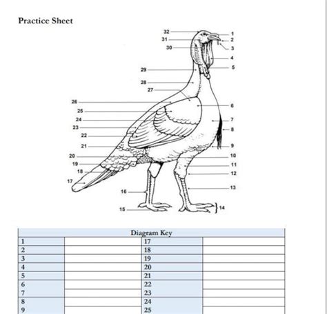 PRINTABLE Turkey External Anatomy Worksheet - Etsy Ireland