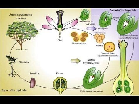 TOUCH esta imagen: La Reproducción Vegetal by Emma Echevarne | Biología | Plants, Garden, Biology