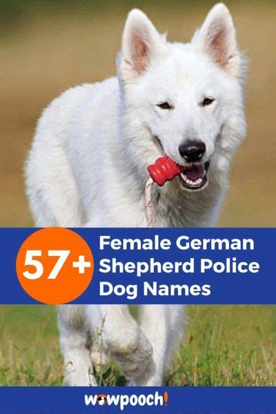 Top 57+ Female German Shepherd Police Dog Names - WowPooch