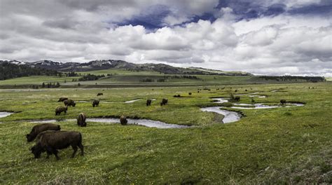 Study shows Yellowstone bison have positive effects on the landscape - Yellowstone National Park ...