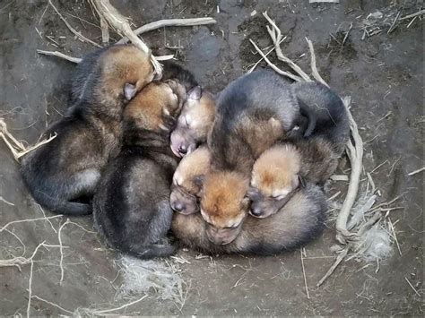 Days-old coyote pups found in sagebrush | Outdoors | billingsgazette.com