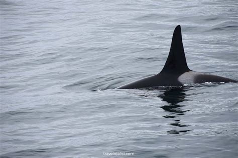 Kenai Fjords: Wildlife Cruise Guide - Travel Realist