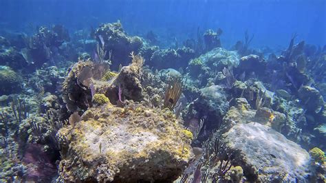 Best Bahamas Snorkeling Spots