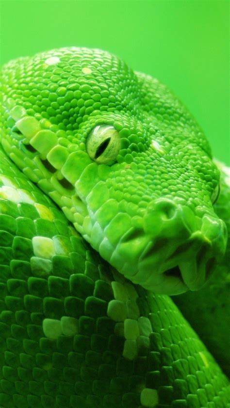 Wallpaper snake, green, 4k, Animals #14978