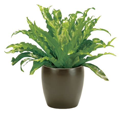 Birds Nest Fern Care, Water, Sunlight Guide | Plantscape LIVE