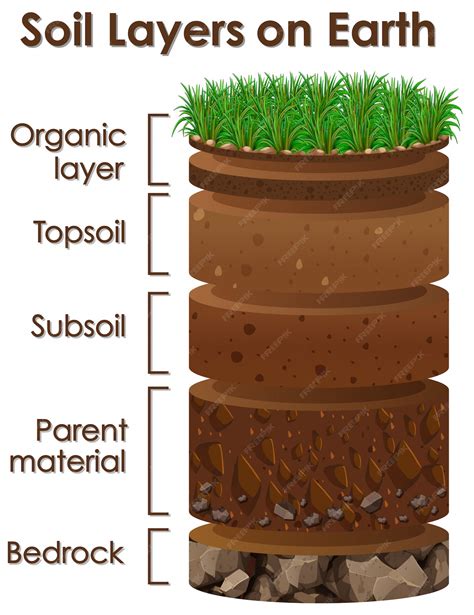 Free Vector | Diagram showing soil layers on earth