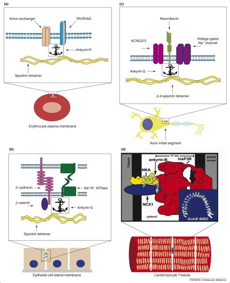 Organizing the fluid membrane bilayer: diseases linked to spectrin and ankyrin: Trends in ...