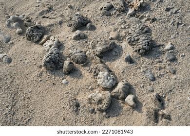 Magical Coral Reefs Lakshadweep India Stock Photo 2271081927 | Shutterstock