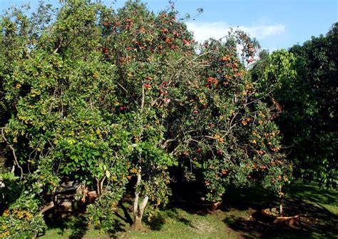 Rambutan Tree stock photo. Image of environment, earth - 28677544