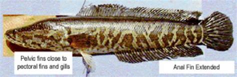 National Invasive Species Awareness Week: Northern snakehead fish - MSU ...