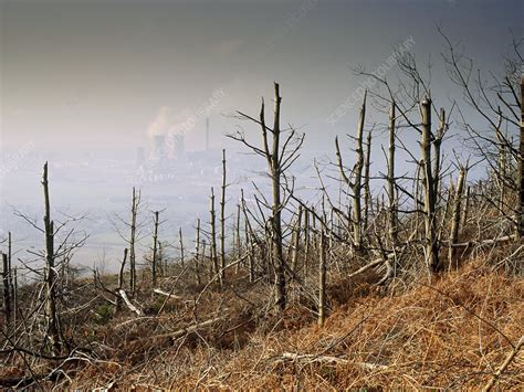 Trees killed by acid rain and other pollution - Stock Image - E812/0158 - Science Photo Library