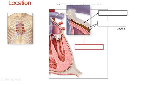 heart Diagram | Quizlet