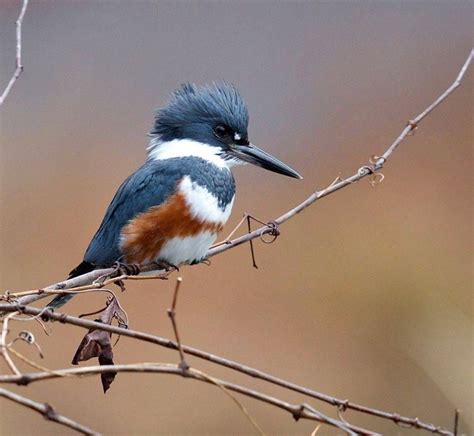 A female Belted Kingfisher surveys her surroundings at Dunbar Cave State Park, Clarksville ...