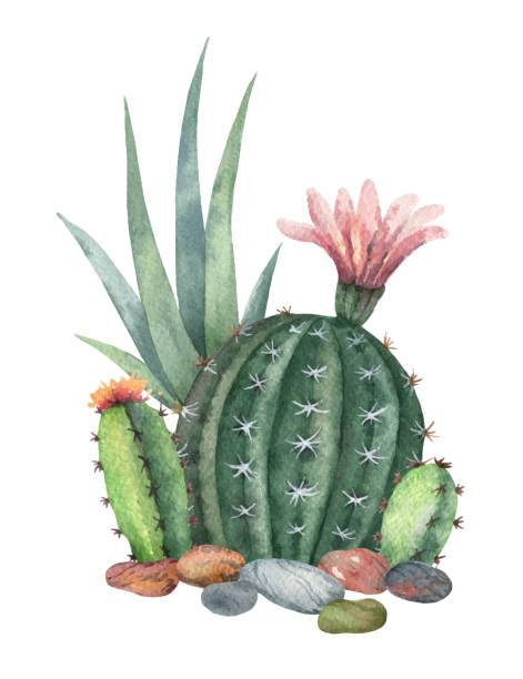 Peyote Cactus Illustrations, Royalty-Free Vector Graphics & Clip Art - iStock