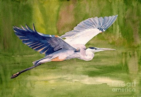 Great Blue Heron by Pauline Ross