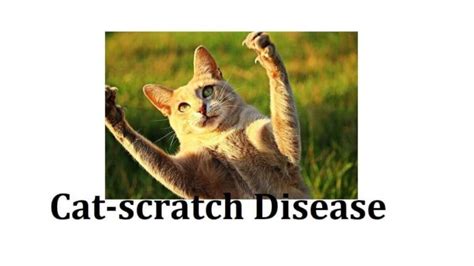 Cat-scratch Disease: 7 Symptoms, Causes, Diagnosis, Prevention ...