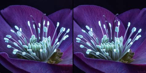 Taking Macro Photography into 3D | PetaPixel