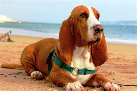 Basset Hound Dog Breed Information