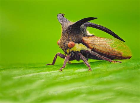 Treehopper - Prevention and Treatment